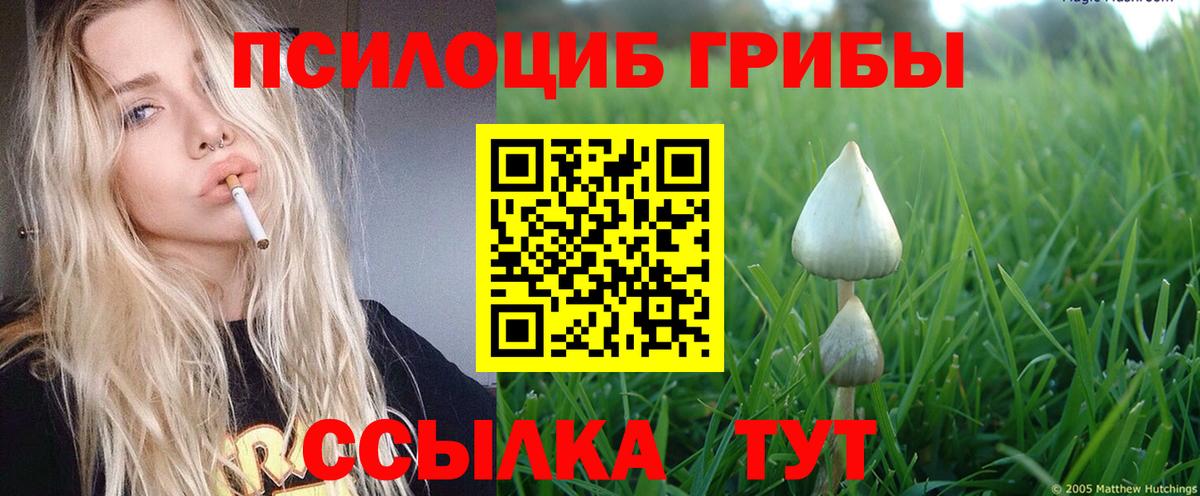 Псилоцибиновые грибы Psilocybe Луховицы